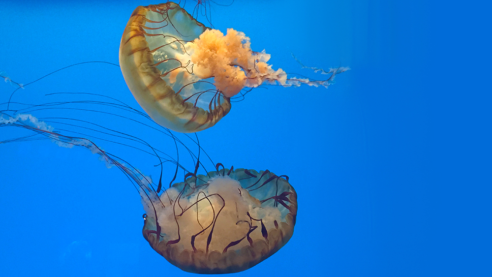 Jellyfish Can Learn Directions The Institute for Creation Research